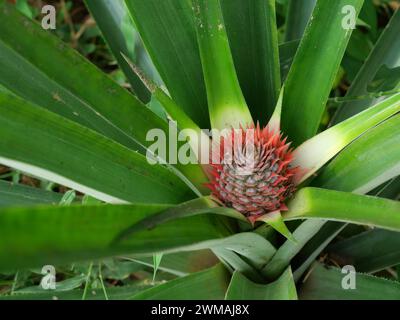 Fiore di ananas con foglie verdi sullo sfondo, i petali viola del fiore si spradono sul frutto Foto Stock