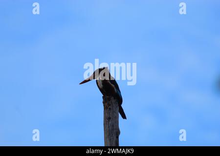 kingfisher dalla gola bianca appollaiato su un palo, tenendo d'occhio il suo prossimo pasto. Uno straordinario primo piano di un kingfisher Foto Stock