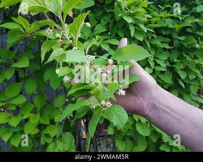 Schisandra chinensis. Mano che tiene in mano un ramo fiorente della Magnolia Cinese. Il concetto di piante medicinali. Foto Stock