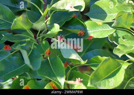 Ruggine di pera, foglie infette di malattia fungina, ruggine di Pear trellis, Gymnosporangium sabinae. Foto Stock