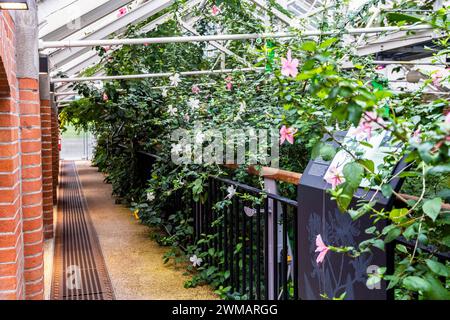 Gli interni del Tropical Ravine, una serra progettata nel XIX secolo con piante esotiche e temperate, nei Giardini Botanici vicino all'Ulster Museum, Belfast Foto Stock