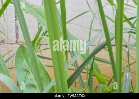 Foto di piante selvatiche intorno alla casa, erbacce Foto Stock