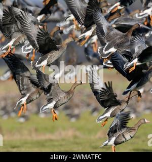 Aufbruch... Blässgänse Anser albifrons , arktische Wildgänse, überwintern in Deutschland in Großer Zahl zum Beispiel am Niederrhein, auffliegend, fliegen auf, Vogelschwarm steigt panisch auf, Massenstart, fliegt nach Störung hektisch auf **** oche dalla facciata bianca Anser albifrons , oca selvatica artica, enorme storpo, partenza, pascolo, pascolo, partenza di massa, panico di massa, fauna selvatica, Europa. Nordrhein-Westfalen Deutschland, Westeuropa Foto Stock