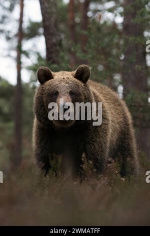 Euopäischer Braunbär Ursus arctos am Waldrand eines Kiefernwaldes, läuft durch, steht im Unterholz, seltene, überraschende, aber gefährliche Begegnung im Wald direkter Augenkontakt, frontale Aufnahme unseres größten Landraubtieres, Europa. Orso bruno eurasiatico Ursus arctos ai margini di una pineta, in posizione arida erica, pericoloso incontro nei boschi dal basso punto di vista frontale, Europa. Europa Foto Stock