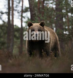 Euopäischer Braunbär Ursus arctos am Waldrand eines Kiefernwaldes, läuft durch, steht im Unterholz, seltene, überraschende, aber gefährliche Begegnung im Wald direkter Augenkontakt, frontale Aufnahme unseres größten Landraubtieres, Europa. Orso bruno eurasiatico Ursus arctos ai margini di una pineta, in posizione arida erica, pericoloso incontro nei boschi dal basso punto di vista frontale, Europa. Europa Foto Stock