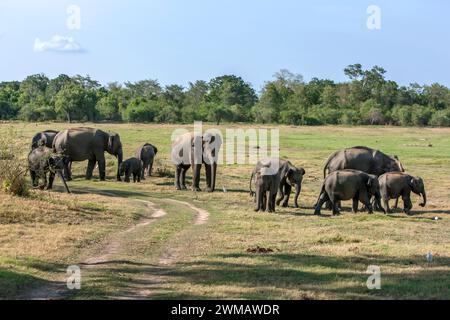 Una mandria di elefanti selvatici pascolano sulle praterie all'interno del Parco Nazionale di Minneriya vicino a Habarana, nel centro dello Sri Lanka. Foto Stock