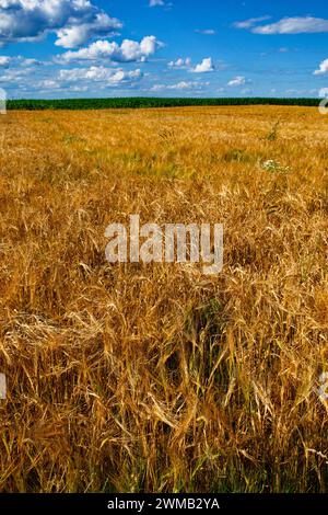 Il campo di grano dorato, maturo e pronto per il raccolto, si estende sotto un cielo parzialmente nuvoloso. Foto Stock