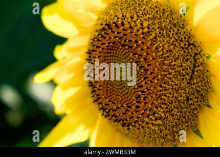 Vista dettagliata di un girasole, evidenziando la struttura e il motivo del centro. Foto Stock