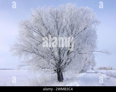 L'immagine cattura una serena scena invernale con un albero ricoperto di gelo accanto a un sentiero innevato sotto un cielo nuvoloso. Foto Stock