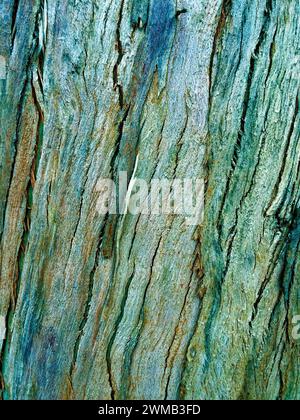 L'immagine mostra un primo piano della corteccia degli alberi con texture e colori distinti. corteccia di eucalipto come sfondo, struttura del legno Foto Stock