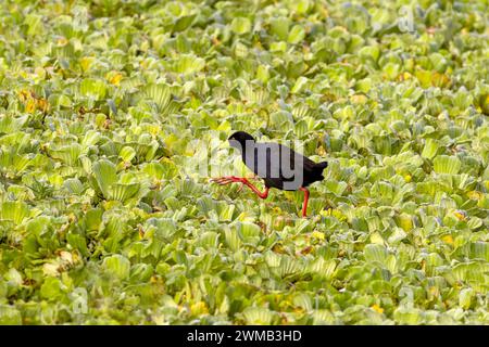 Un Rallo nero, Amaurornis flavirostra, cammina attraverso un lago coperto di lattuga d'acqua, Pistia stratiotes. Parco nazionale della Regina Elisabetta, Uganda. Foto Stock