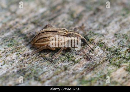 Primo piano naturale di una specie di weevil a righe, Hypera arator Foto Stock