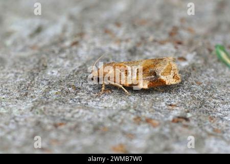 Dettaglio closeup sulla variegata tortrix d'oro, Archips xylosteana seduta su legno Foto Stock