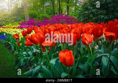 Vari fiori primaverili profumati freschi e colorati nel bellissimo giardino Keukenhof. Pittoresco letto di fiori con narcisi e vari coloratissimi tulipani Foto Stock