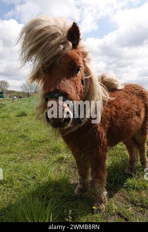 Primo piano verticale su un piccolo pony peloso con il suo cappotto invernale con le lunghe mani in piedi in una preghiera Foto Stock