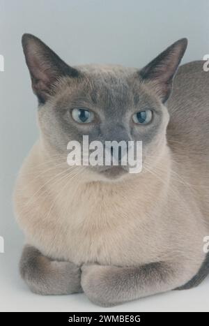 Testa tonkinese Foto Stock