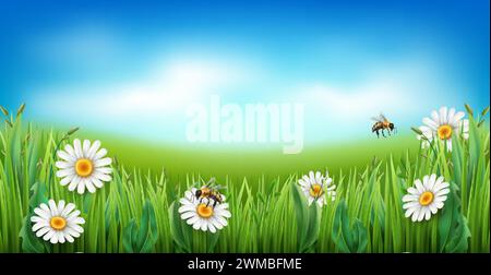 Prato di camomilla. Erba verde realistica con fiori bianchi, cielo blu e nuvole, api volanti. Giardino, prato panoramico, paesaggio primaverile estivo Illustrazione Vettoriale