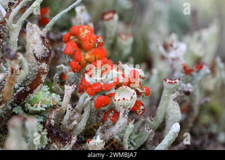 Primo piano del soldato britannico Lichen (Cladonia spp), North Pennines, Regno Unito Foto Stock