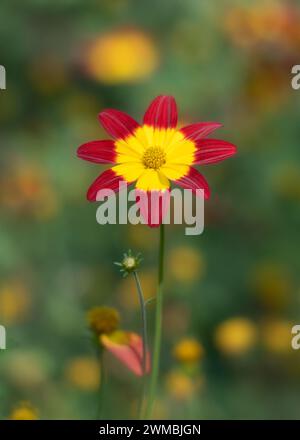 Fiore rosso Bidens con centro giallo contro bokeh colorato Foto Stock