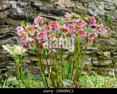 Fiori rosa della robusta rosa quaresimale perenne, Helleborus x orientalis, fioritura a fine inverno Foto Stock