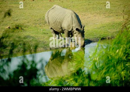 Rinoceronte che beve acqua da una piscina nel Parco Nazionale di Kaziranga Foto Stock