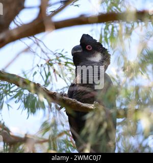 Il cockatoo nero di Carnaby (Zanda latirostris) maschile adulto ha un becco grigio scuro e anelli oculari rosa Foto Stock