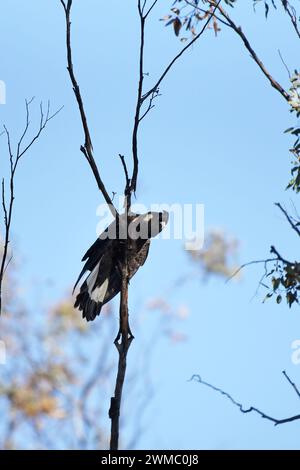 Cockatoo nero di Carnaby femmina (Zanda latirostris) sul belvedere in un albero Foto Stock