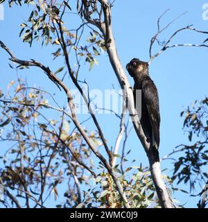 Il cockatoo nero di Carnaby (Zanda latirostris), noto anche come cockatoo nero a becco corto Foto Stock