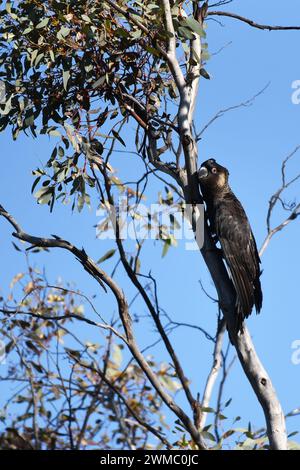 Cockatoo nero di Carnaby (Zanda latirostris) maschio adulto con caratteristico becco grigio scuro e anelli oculari rosa Foto Stock