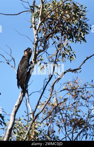 Cockatoo nero di Carnaby (Zanda latirostris) maschio adulto con caratteristico becco grigio scuro e anelli oculari rosa Foto Stock