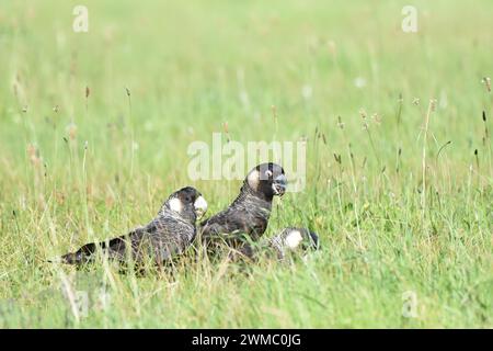 Il cockatoo nero di Carnaby (Zanda latirostris) si forgia insieme in un campo Foto Stock