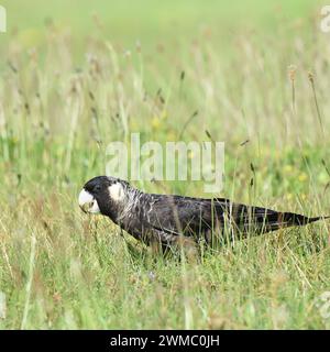 Il cockatoo nero di Carnaby (Zanda latirostris) si allena in un campo Foto Stock