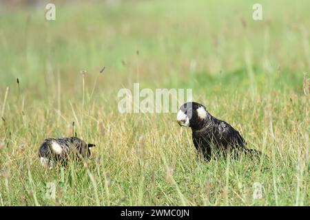 Il cockatoo nero di Carnaby (Zanda latirostris), noto anche come cockatoo nero a becco corto, è un grande cockatoo nero endemico del sud-ovest dell'Australia. Foto Stock