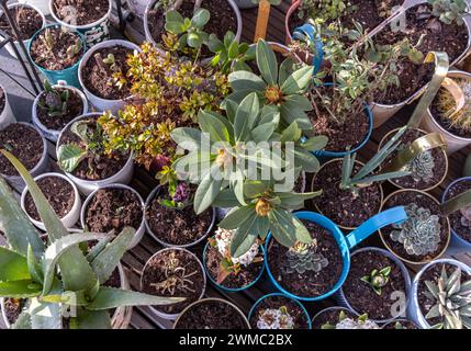 Fiori coltivati in casa, succulenti, cactus e altri alberi in vasi sul giardino con balcone. Piante ornamentali in piedi su una terrazza, piante naturali in vaso Foto Stock