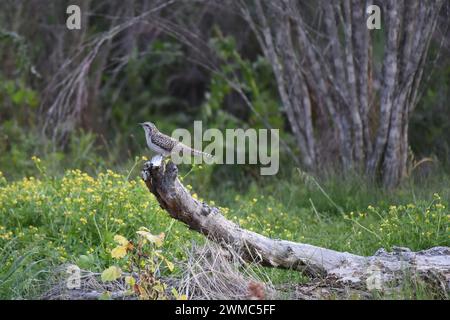 Il cuculo Pallid (Cacomantis pallidus) è un grande cucù pallido che tende ad appollaiare in luoghi prominenti o pali di recinzione Foto Stock