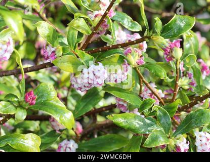 I fiori rosa di Daphne odora "Aureomarginata" Foto Stock