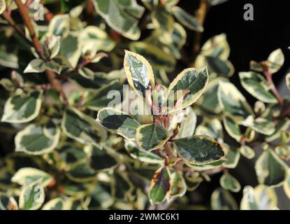 Un primo piano di Rhamnus Alaternus Argenteovariegata, italiano Buckthorn Foto Stock