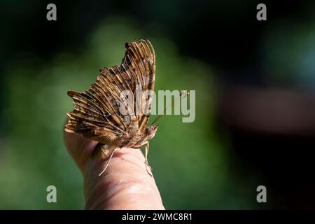 Vista ravvicinata di una farfalla Polygonia c-album con ali chiuse che atterravano sul dito di un uomo Foto Stock