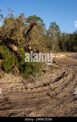 Nativo di habitat della foresta distrutta per la costruzione di nuovi alloggi in North Central Florida Foto Stock