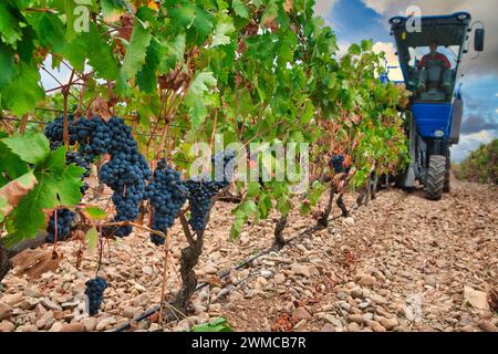 Vendemmiatrice, Vintage, Logroño, la Rioja, Spagna, Europa Foto Stock