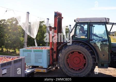 Raccolta di mele sulla “via delle mele del Limousin” in Francia. Agricoltura, coltivazione della mela, cibo umano e crisi del reddito agricolo per gli agricoltori. Corrè Foto Stock
