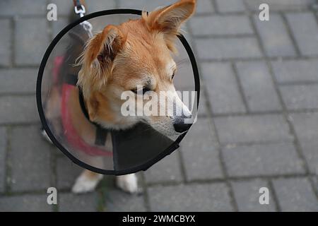 Cani vestiti con colletto conico e coperta post-operatoria Foto Stock