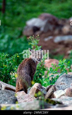 Caccia alla lince iberica nella Sierra de Andujar, Spagna. Foto Stock