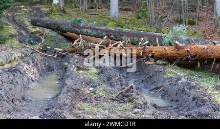 I cingoli profondi di una mietitrice nella foresta mostrano una forte compattazione e degradazione del suolo, evidenziando l'impatto ambientale. Foto Stock