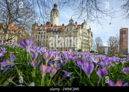 Lipsia - Frühling kommt a Lipsia an: Messtadt blüht auf 25.02.2024 gegen 12,30 Uhr Leipzig, Stadtgebiet Fotograf: EHL Media/Björn Stach am letzten February uarwochende strahlt a Sachsens größter Stadt die Sonne kräftig und damit tauchen auch die ersten Frühlingsblüher auf. Krokusse und Schneeglöckchen blühen im Stadtbild, auch vor dem Neuen Rathaus. Und auch die ersten Insekten zeigen sich wieder. Unterwegs sind auch die Freunde der Trabbi-Liebhaber. MIT bis zu zwölf Grad Celsius geht der letzte Wintermonat sehr warm zu Ende, bringt aber auch Vorfreude auf die kommende Jahreszeit. Leipzig Sachs Foto Stock