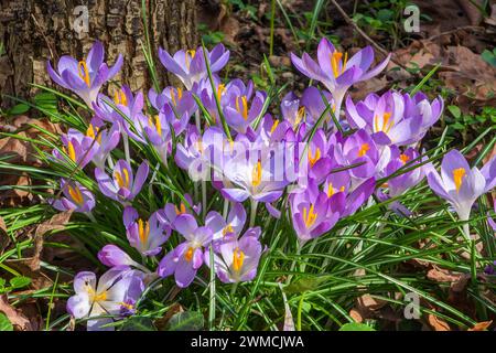 Lipsia - Frühling kommt a Lipsia an: Messtadt blüht auf 25.02.2024 gegen 12,30 Uhr Leipzig, Stadtgebiet Fotograf: EHL Media/Björn Stach am letzten February uarwochende strahlt a Sachsens größter Stadt die Sonne kräftig und damit tauchen auch die ersten Frühlingsblüher auf. Krokusse und Schneeglöckchen blühen im Stadtbild, auch vor dem Neuen Rathaus. Und auch die ersten Insekten zeigen sich wieder. Unterwegs sind auch die Freunde der Trabbi-Liebhaber. MIT bis zu zwölf Grad Celsius geht der letzte Wintermonat sehr warm zu Ende, bringt aber auch Vorfreude auf die kommende Jahreszeit. Leipzig Sachs Foto Stock