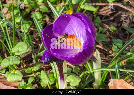 Lipsia - Frühling kommt a Lipsia an: Messtadt blüht auf 25.02.2024 gegen 12,30 Uhr Leipzig, Stadtgebiet Fotograf: EHL Media/Björn Stach am letzten February uarwochende strahlt a Sachsens größter Stadt die Sonne kräftig und damit tauchen auch die ersten Frühlingsblüher auf. Krokusse und Schneeglöckchen blühen im Stadtbild, auch vor dem Neuen Rathaus. Und auch die ersten Insekten zeigen sich wieder. Unterwegs sind auch die Freunde der Trabbi-Liebhaber. MIT bis zu zwölf Grad Celsius geht der letzte Wintermonat sehr warm zu Ende, bringt aber auch Vorfreude auf die kommende Jahreszeit. Leipzig Sachs Foto Stock