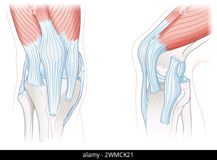 I legamenti dell'articolazione del ginocchio comprendono il legamento crociato anteriore (ACL), il legamento crociato posteriore (PCL), i legamenti collaterali mediali e laterali. Foto Stock