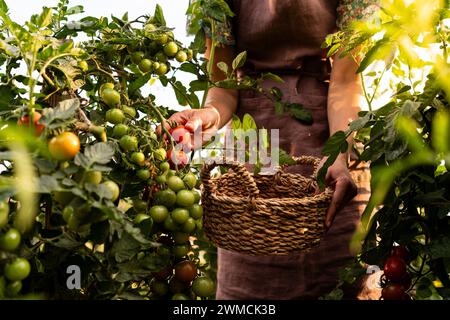 Primo piano di una donna che raccoglie pomodori dalle piante di pomodoro nel suo orto in estate, in Bielorussia Foto Stock