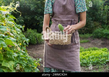 Donna che raccoglie cetrioli freschi dal suo orto in estate, Bielorussia Foto Stock